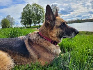 Jenka