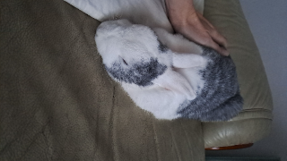 Willow
