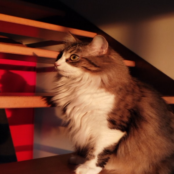 Hermione