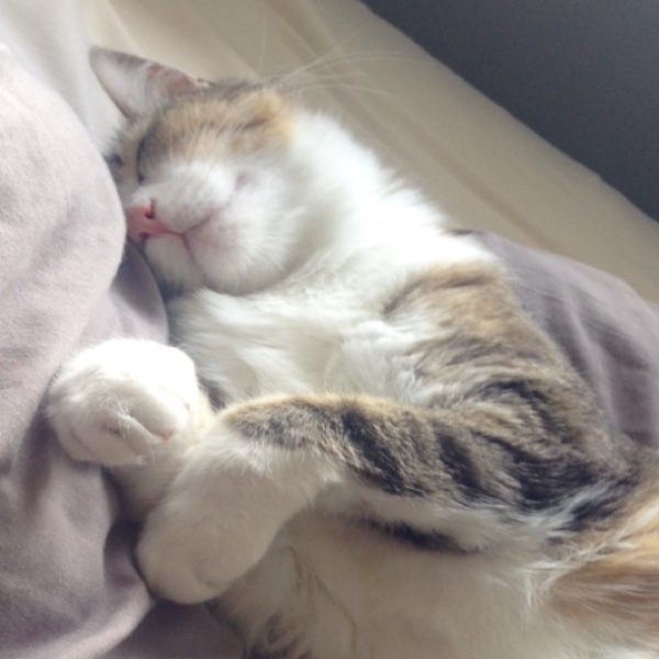 Choupette