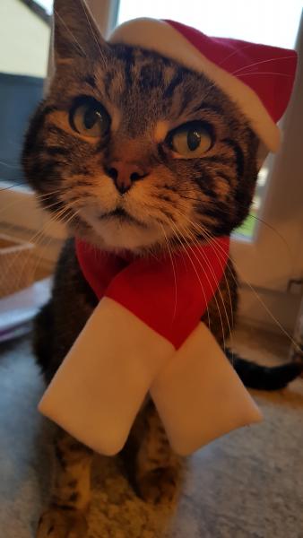 SAM