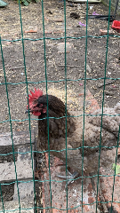 La poule curieuse