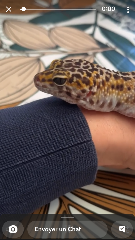 Le lézard