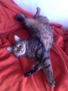Poussy