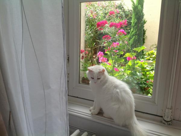 plume
