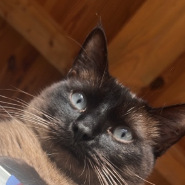 Sisko