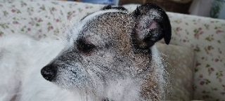 Lino