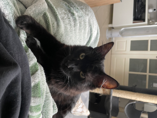 Bagheera