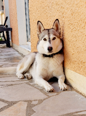 Bella