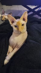 Beerus