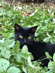 Cachou