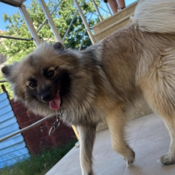 Vito