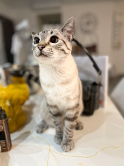 Ella