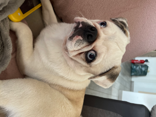 Marcel