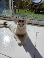 Sacha