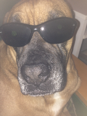 Boxer