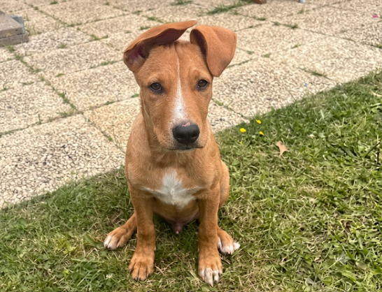 Que faire si personne ne répond à votre demande de garde ? 🐾