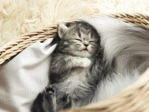 Les erreurs à éviter avec un chaton 🐱 : guide complet pour bien démarrer sa vie de chat