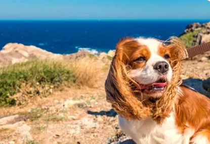 🐶 Vacances avec son chien : plage et camping, ce qu’il faut vraiment savoir 🏖️🏕️