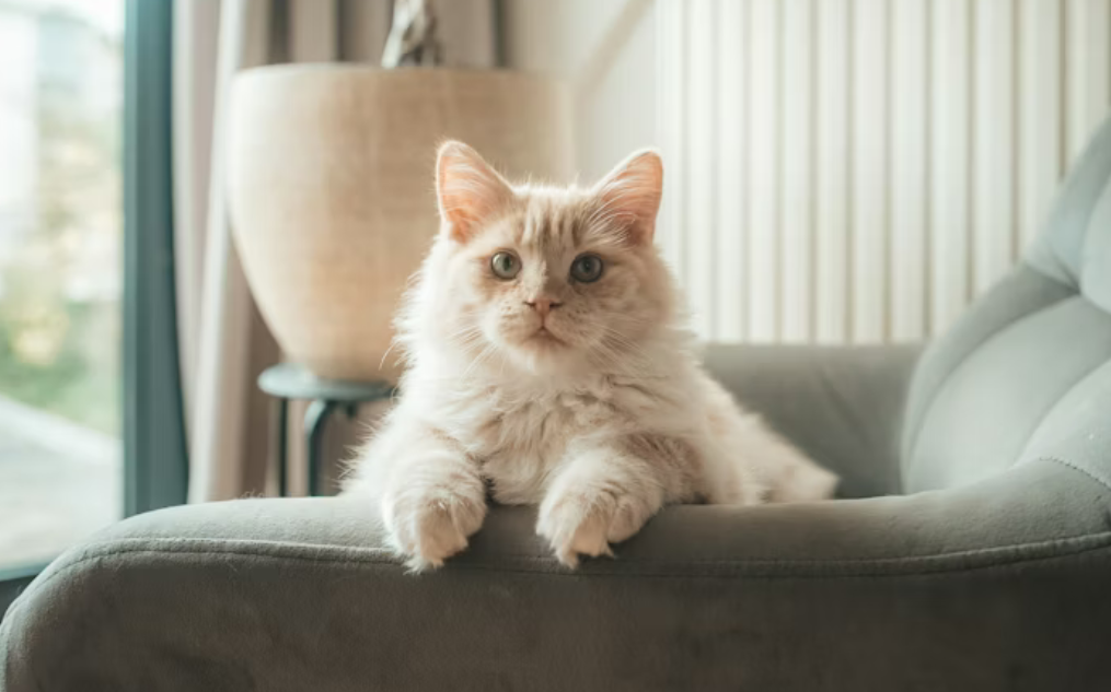 🐾 Comment bien choisir son mode de garde pour son animal