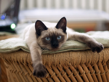 Comment enrichir l’environnement d’un chat ? 🐱🏡 Guide complet pour un chat heureux et équilibré