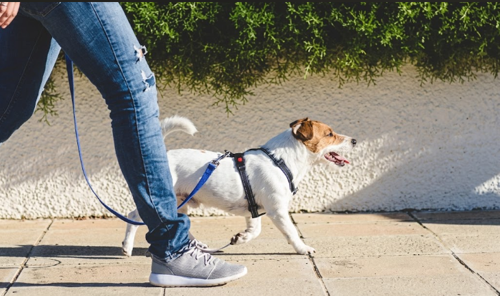 🚶🐾 Les promenades pour chiens : fréquence, durée et conseils pour un chien heureux et équilibré