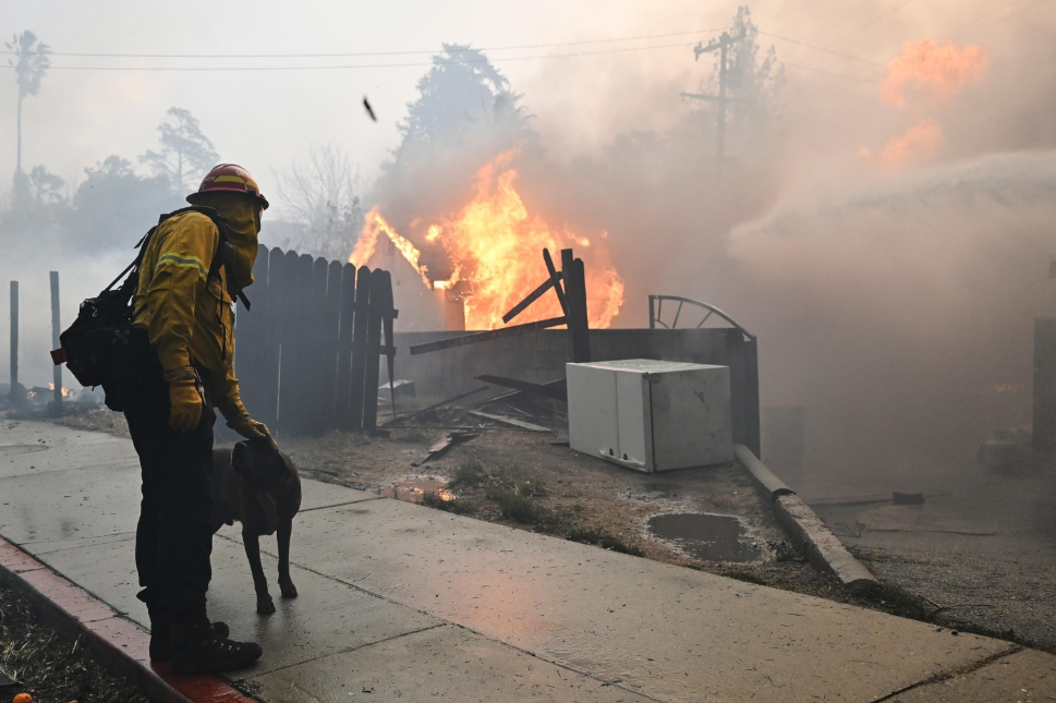 🐶 Incendies près de Bordeaux : la fumée est-elle dangereuse pour les chiens et les chats ?