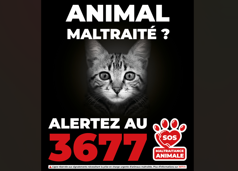 Maltraitance animale : le gouvernement renforce le signalement en ligne (3677 et plateforme officielle)