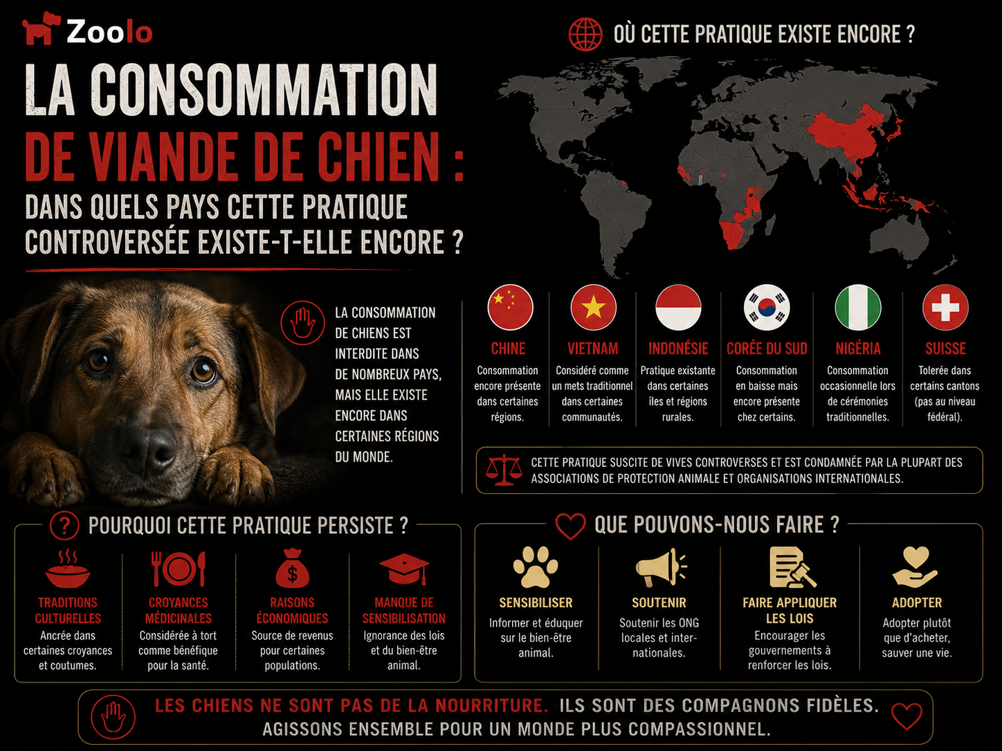 La consommation de viande de chien : Dans quels pays cette pratique controversée existe-t-elle encore ?