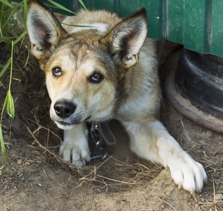Mon chien fugue : causes et solutions pour retrouver la sérénité 🐶🚪