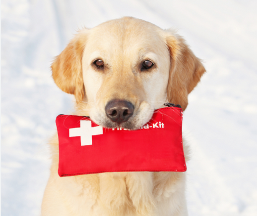 🐾 Urgence Canine : Le Guide Ultime des Premiers Secours pour Chiens – Devenez le Gardien Idéal sur Zoolo.fr !