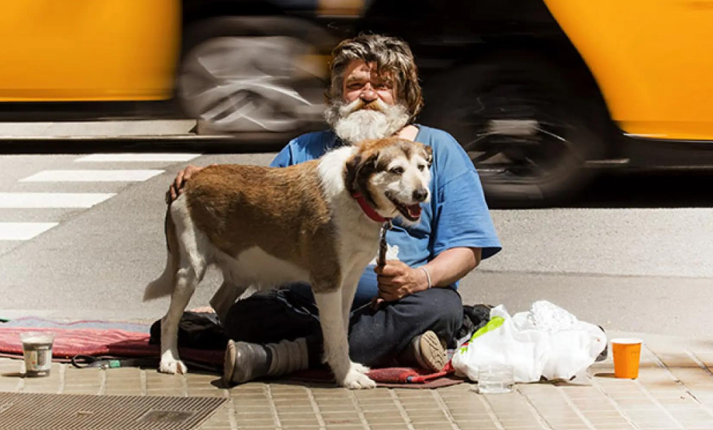 Le syndrome du chien de SDF : Réalités sur la santé et la socialisation des chiens de personnes sans abri