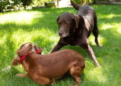 Les 20 erreurs les plus fréquentes des propriétaires de chiens 🐶