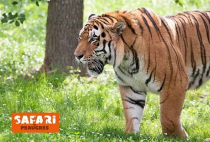 🦁🐾 Safari de Peaugres avec un chien : faut-il l'emmener ou le faire garder ?