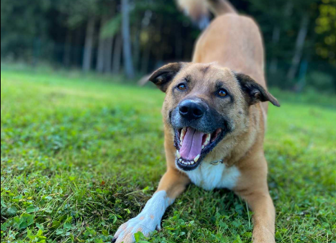 Comprendre le langage corporel du chien