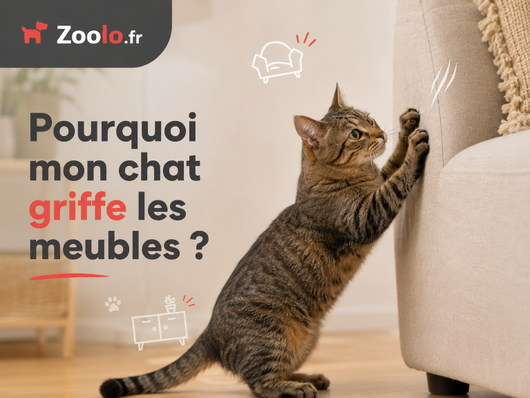 Pourquoi mon chat griffe les meubles ? 🐱🪵 Comprendre ce comportement et le corriger sans stress