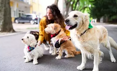 🐾 Comment choisir un petsitter pour un animal âgé ?
