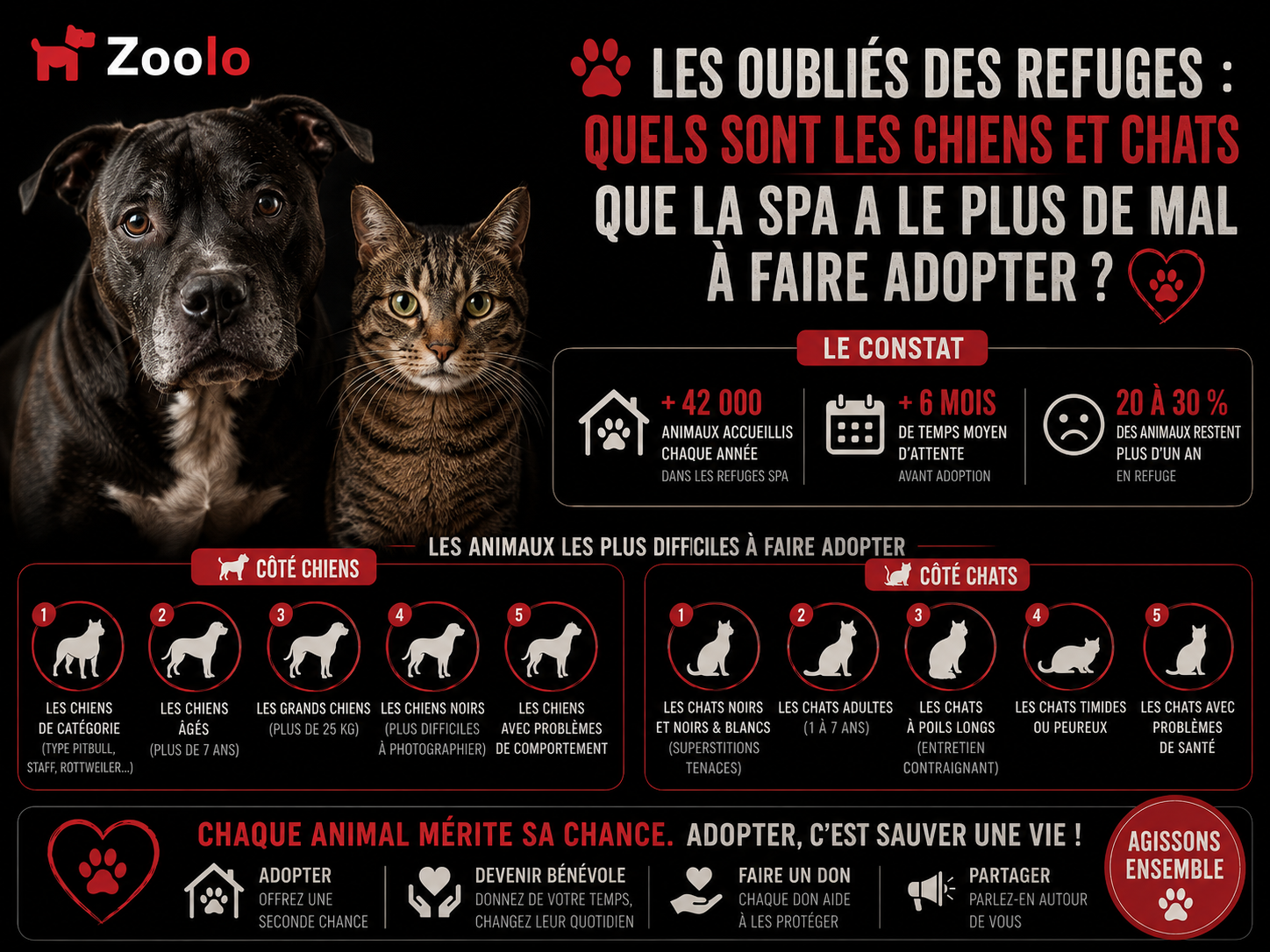 Les oubliés des refuges : Quels sont les chiens et chats que la SPA a le plus de mal à faire adopter ?