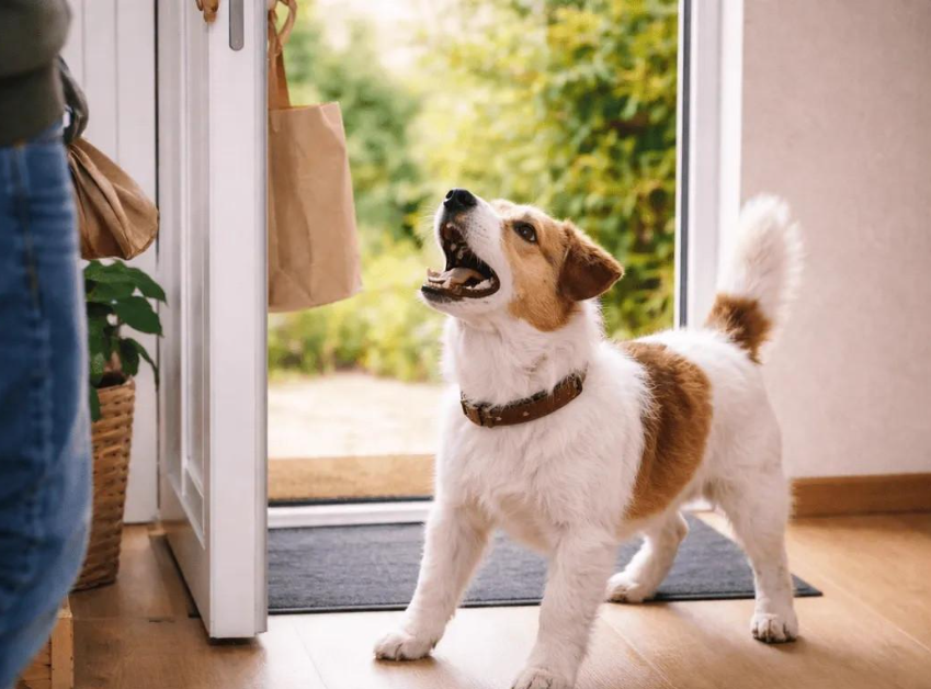 Pourquoi mon chien aboie-t-il sur les invités ? 🐶 Guide complet pour lui apprendre le “Pas bouger” au panier efficacement