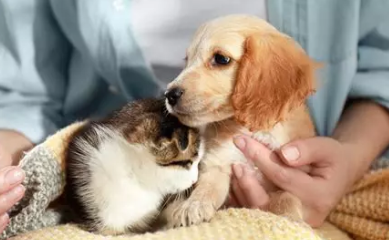 🐾 Peut-on faire garder plusieurs animaux ensemble ?