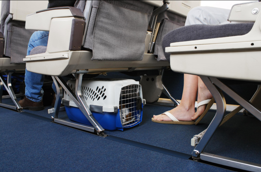 🐶 Chien en cabine ou en soute : comment choisir ?