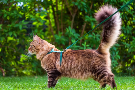 Peut-on promener un chat en laisse ? 🐱🦮 Guide complet pour une sortie en toute sécurité
