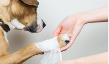 Coussinet sectionné ou coupé : Comment faire un pansement d'urgence à son chien avant le vétérinaire ?
