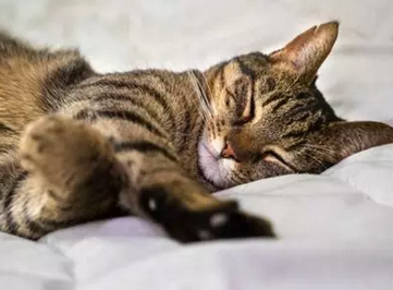 Pourquoi mon chat miaule la nuit ? Causes et solutions