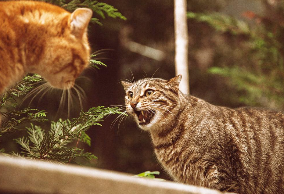 🐱 Mon chat refuse un nouveau chat : comment réagir ?