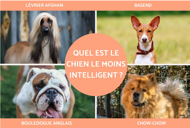 🐶🧠 Classement des 50 races de chiens du plus difficile au plus facile à dresser