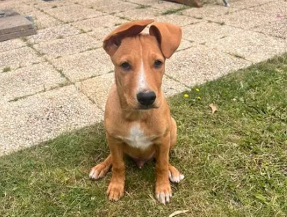 Que faire si personne ne répond à votre demande de garde ? 🐾