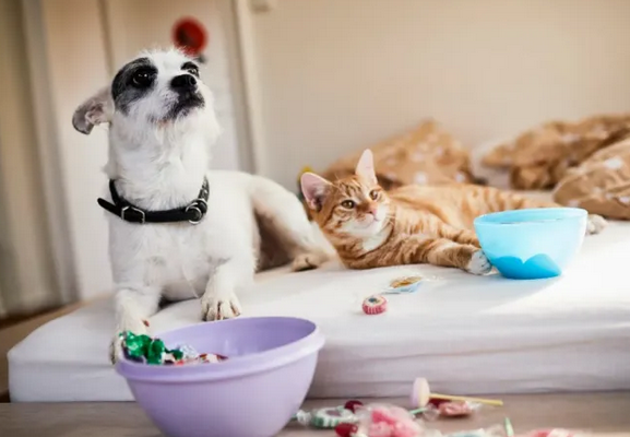 🏡 Être famille d'accueil pour animaux : Plongée au cœur d'une journée type avec un chien ou un chat 🐾