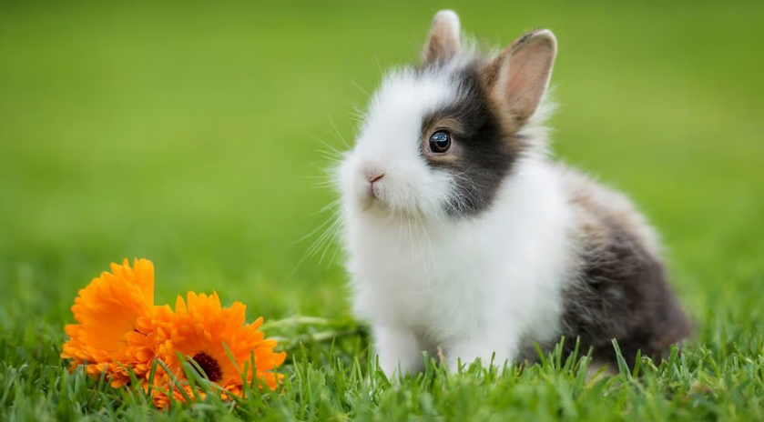 Comment détecter une maladie chez un lapin : les signes à ne jamais ignorer.