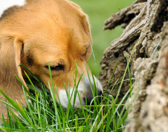 Pourquoi mon chien mange de l’herbe ? 🐶🌿